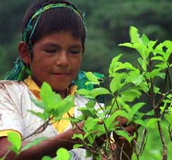 Ricardo Soberon drogas Bolivia territorios