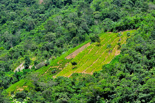 Campos de cultivo de coca en medio de la selva.