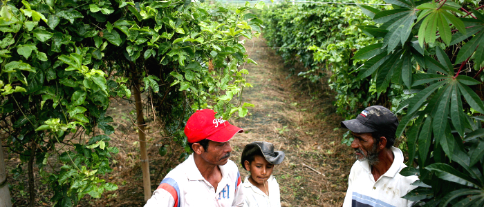 Cultivo de maracuyá en el municipio de Buga, en el Valle del Cauca.