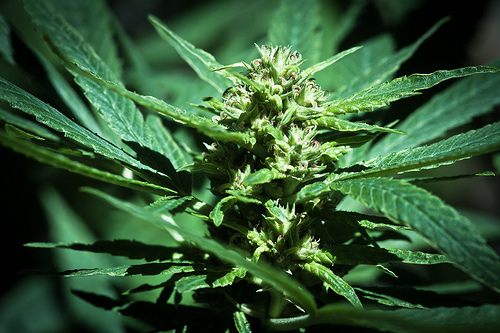 Planta de marihuana.