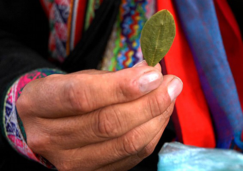 Hoja de coca boliviana, empleada ancestralmente por los pueblos nativos.