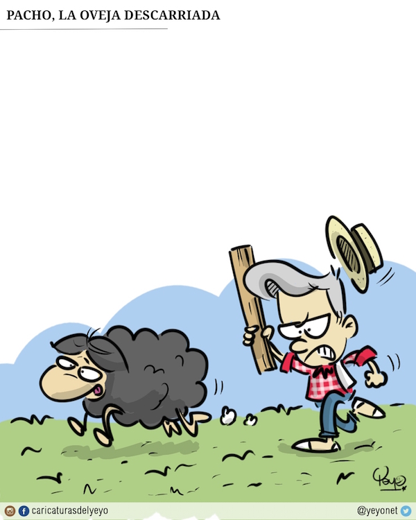 Pacho, la oveja descarriada. La oveja negra corre mientras Uribe la corretea con un palo.