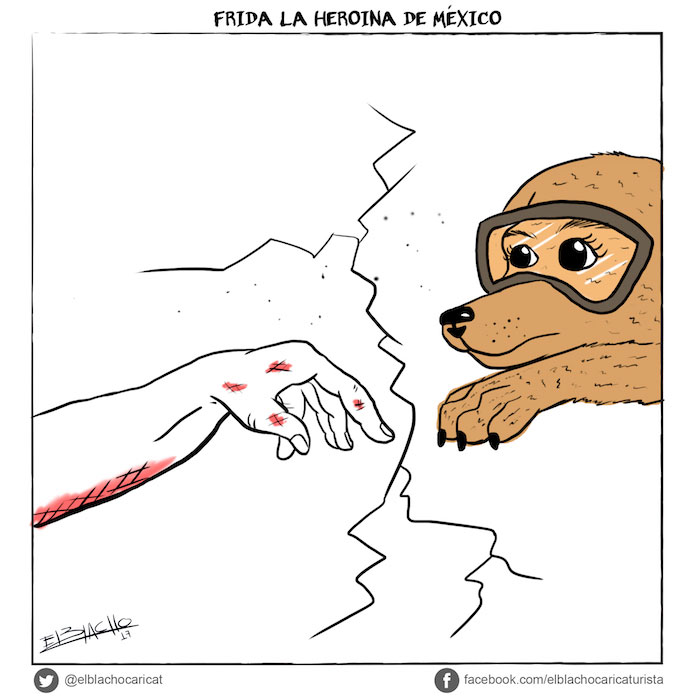 La perra Frida que ha ayudado tanto en México