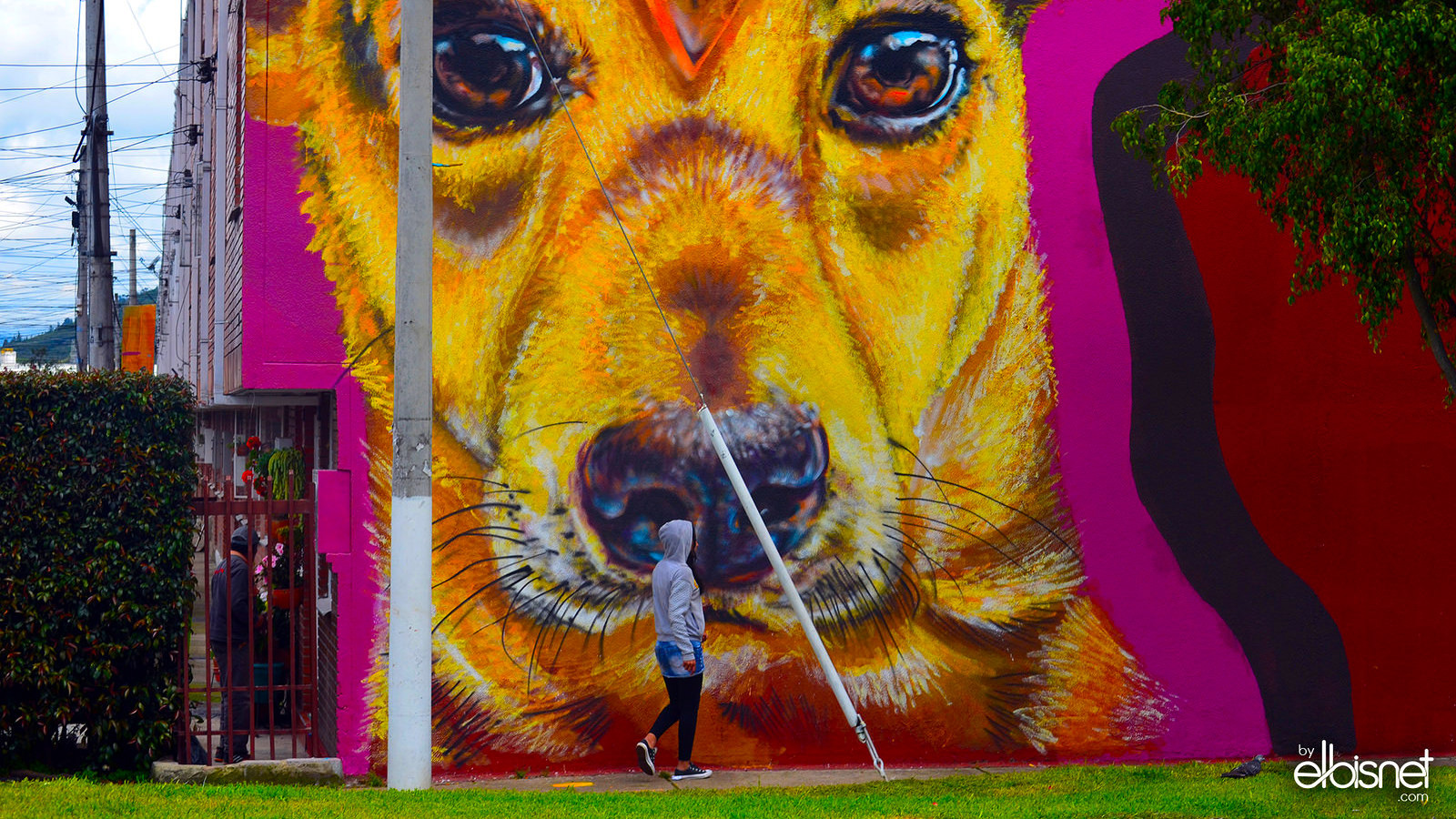 Perro del barrio BuenaVista
