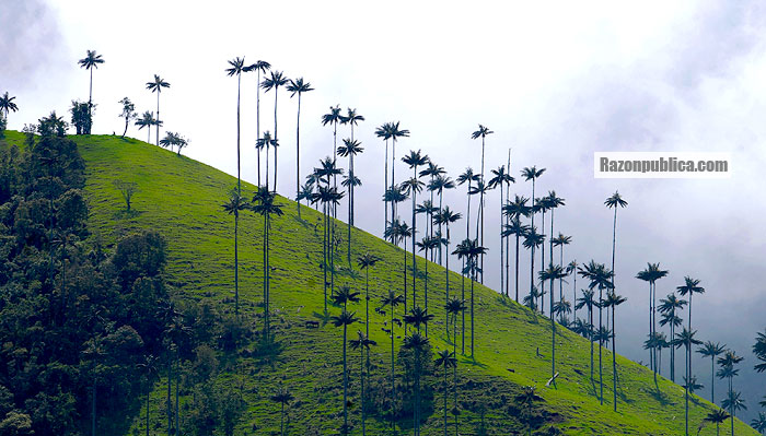 Valle del Cocora.
