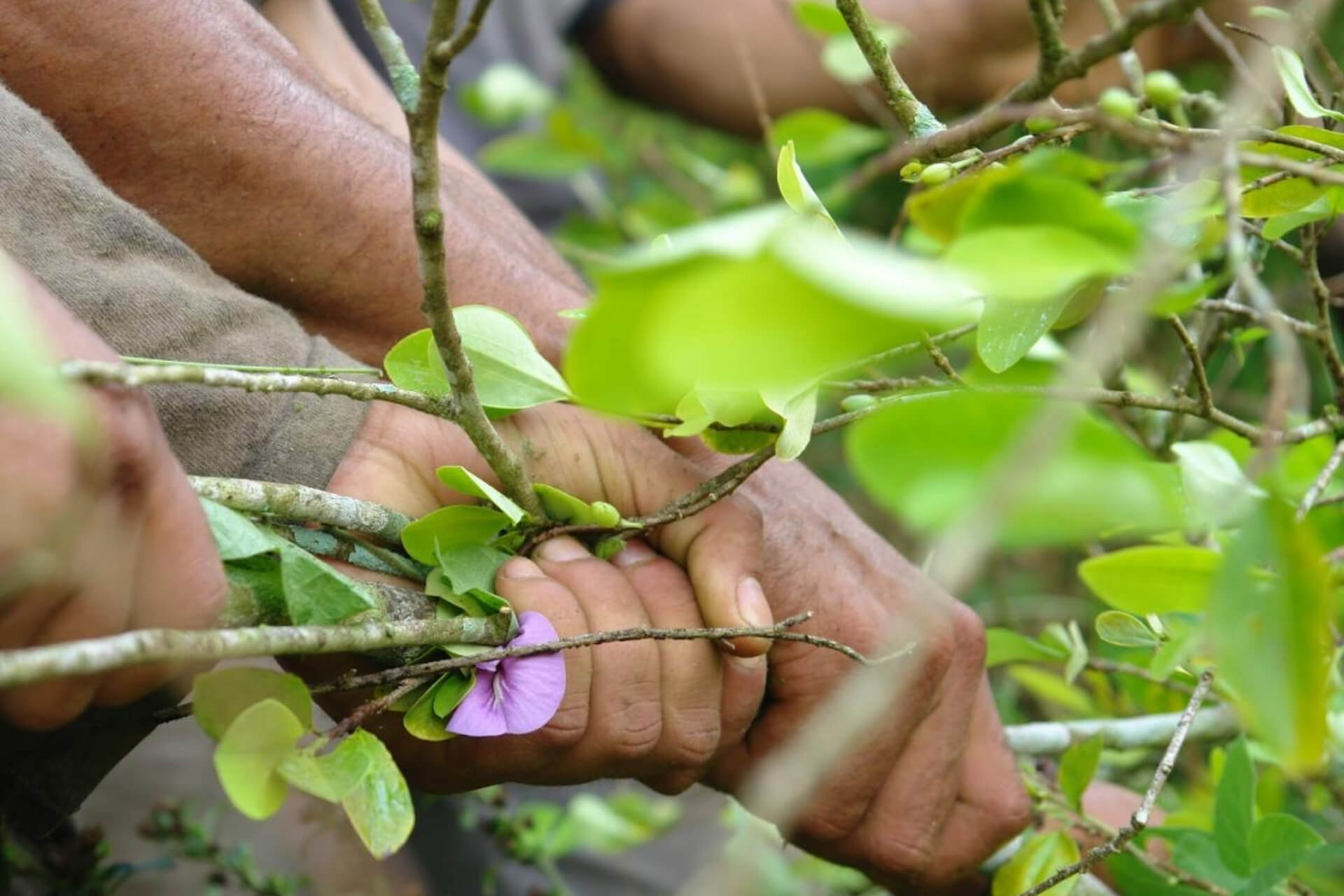  ¿Son creíbles las cifras sobre la coca y la cocaína producidas en Colombia? 