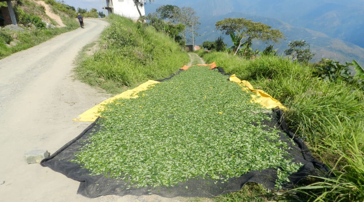 Hoja-de-coca-bolivia