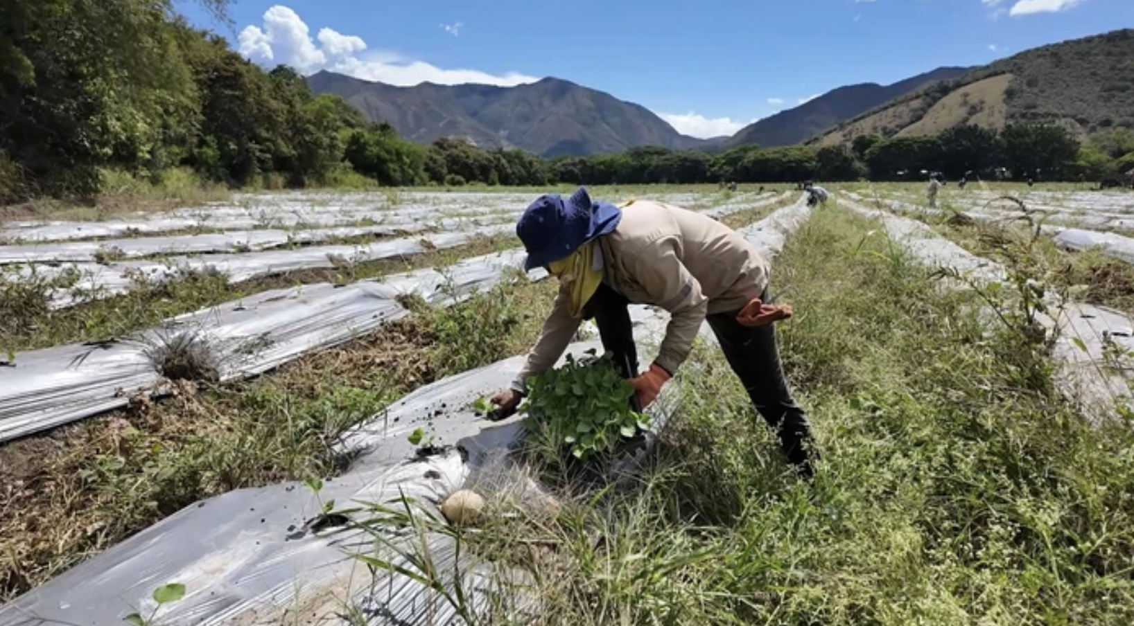  El Niño en la despensa: por qué Colombia sigue reaccionando tarde 